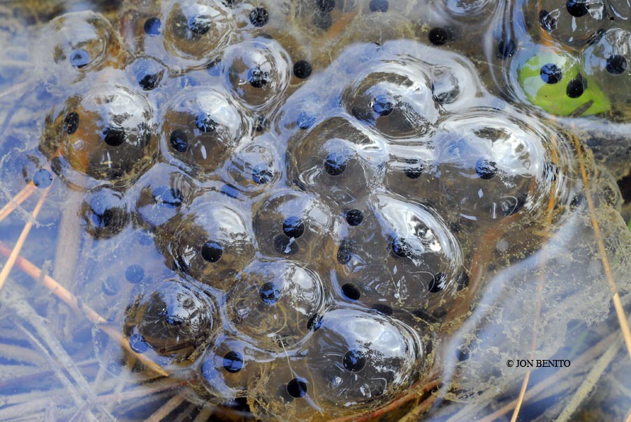 Una puesta de huevos de rana bermeja en el agua