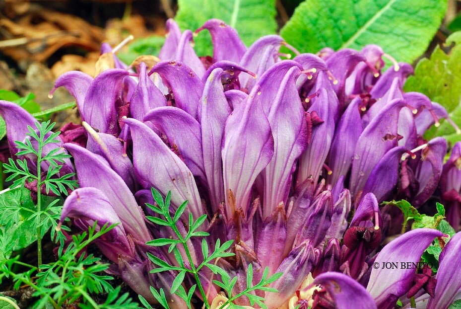 Grupo de flores de color púrpura que pertenecen a la especie Lathraea clandestina