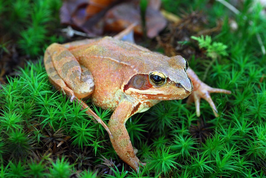 Una rana bermeja posada sobre el musgo en un bosque