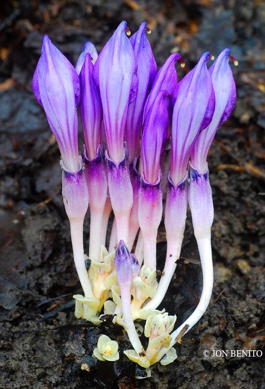 Grupo de flores de color púrpura que pertenecen a la especie Lathraea clandestina. Se ven también los tallos y las hojas de color blanco o beige