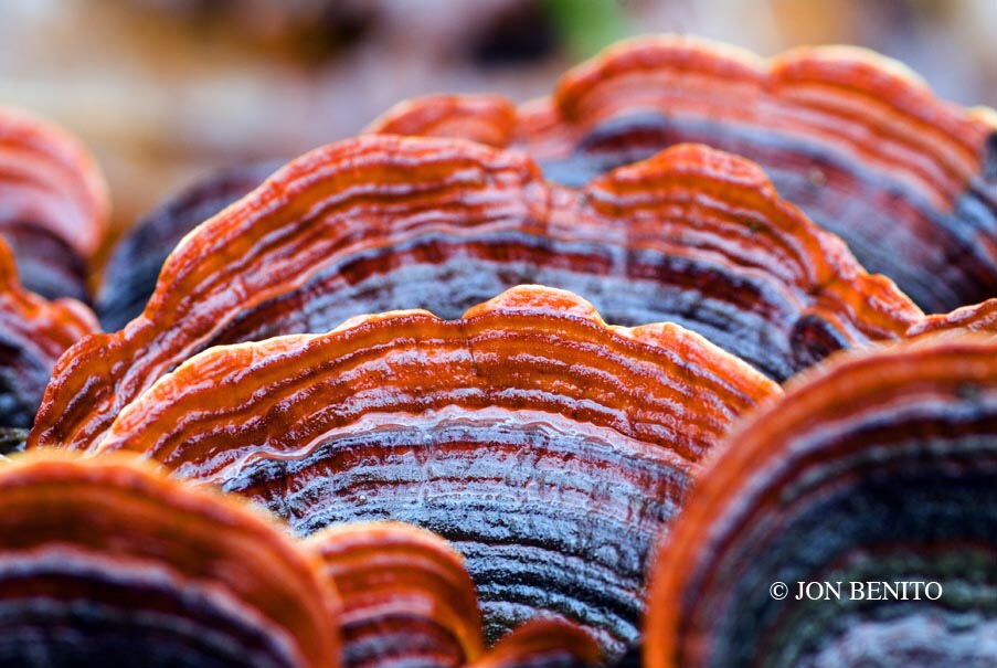 Varios hongos de la especie Trametes versicolor muestran sus colores rojos y negros. Cada uno tiene la forma de la cola de un pavo