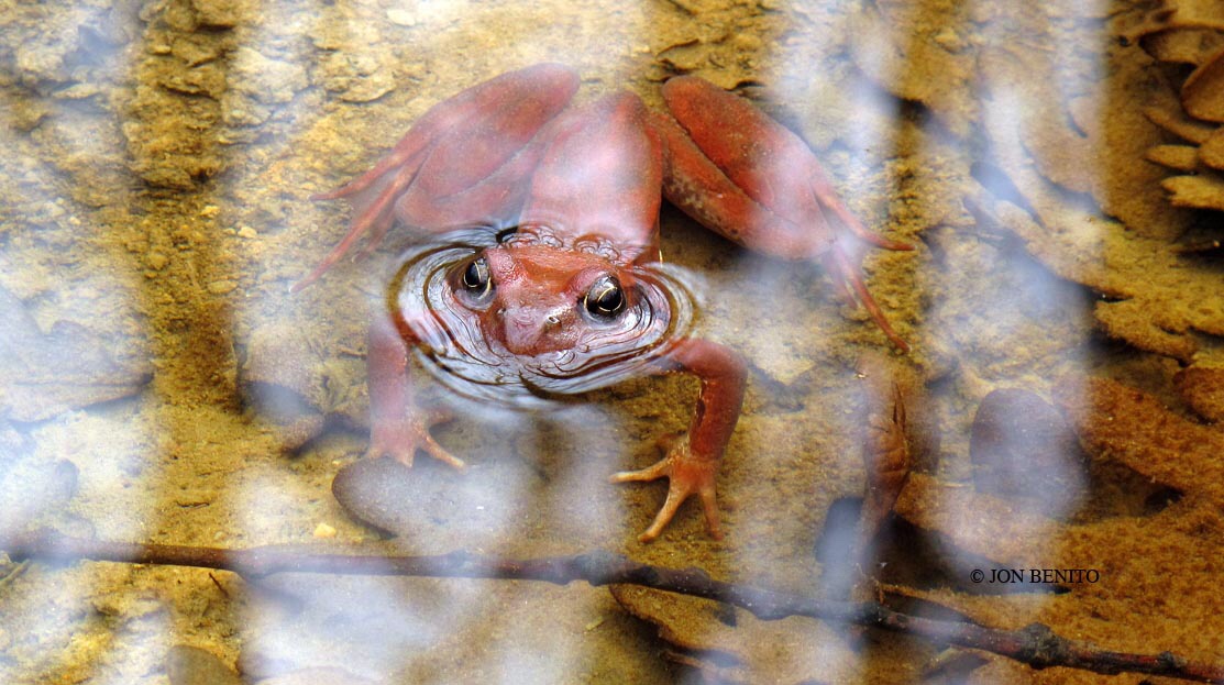 Una rana bermeja dentro de una charca de agua