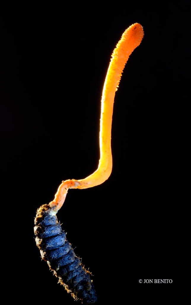 Un ejemplar del hongo cordiceps militaris, de color naranja, crece sobre una larva de un insecto
