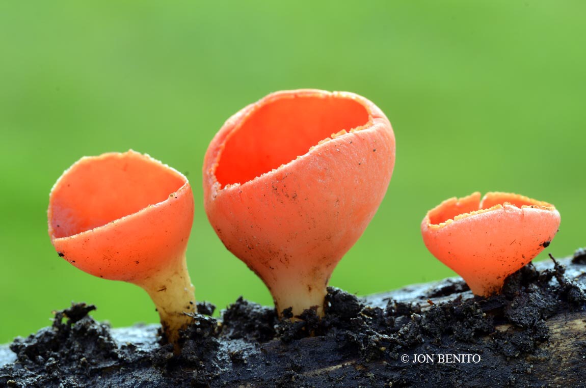 Tres hongos de la especie Sarcoscypha coccinea crecen sobre una rama. Tienen forma de copa y son de color rojo. El fondo es verde