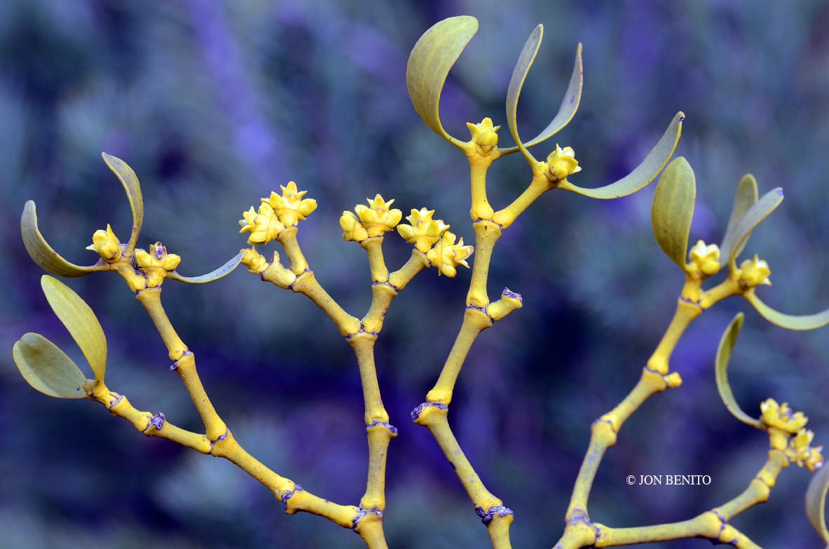Ramitas de muérdago con flores de color amarillo