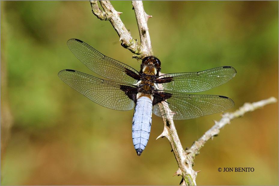 Libélula Libellula depressa, ejemplar macho de color azul posado en una rama