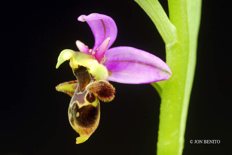 Flor de una orquídea silvestre con aspecto de abeja 