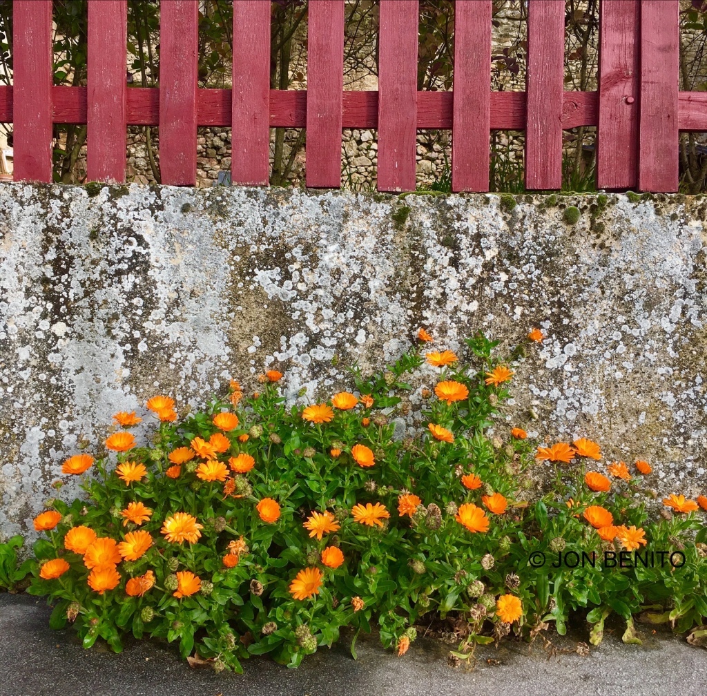 Grupo de caléndulas en flor creciendo en una acera junto a una casa