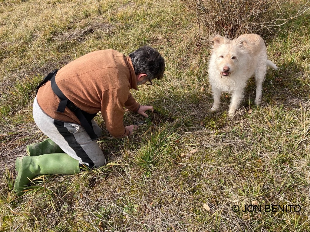 Una persona acompañada de un perro adiestrado busca trufas en un encinar