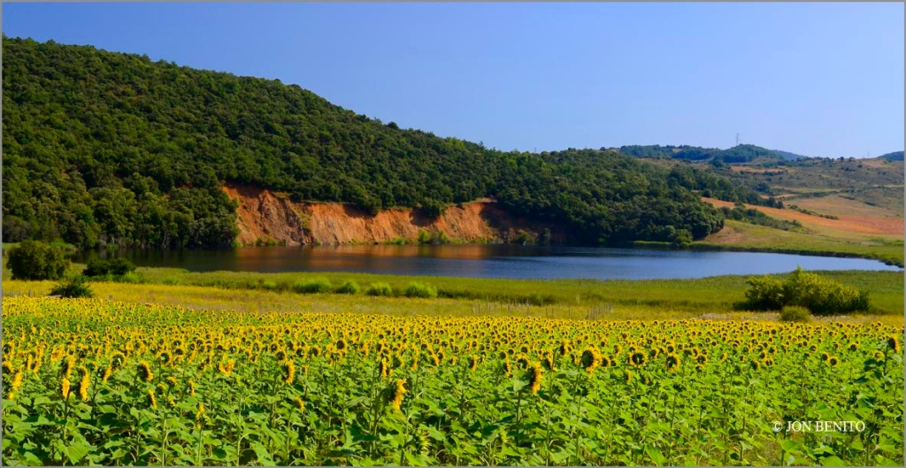 Lago de Caicedo-Yuso rodeado por un bosque de encinas y por una campa de girasoles
