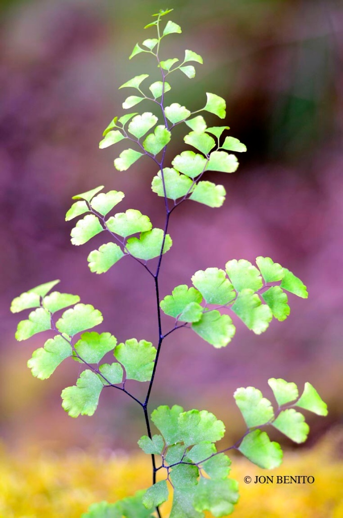 Imagen vertical del helecho culantrillo de pozo mostrando sus hojas