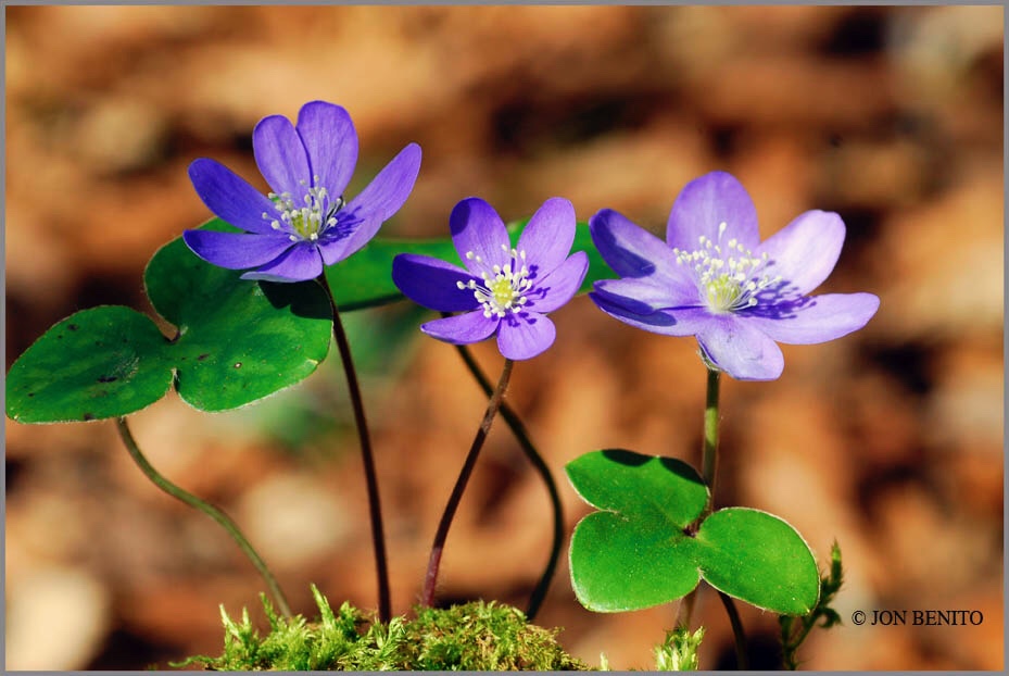 Flores azules de la planta hepática 