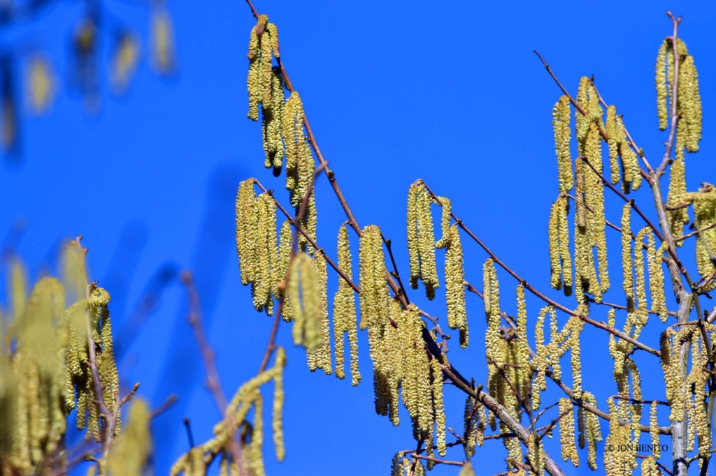 Flores masculinas del avellano, con aspecto colgante y de color amarillo