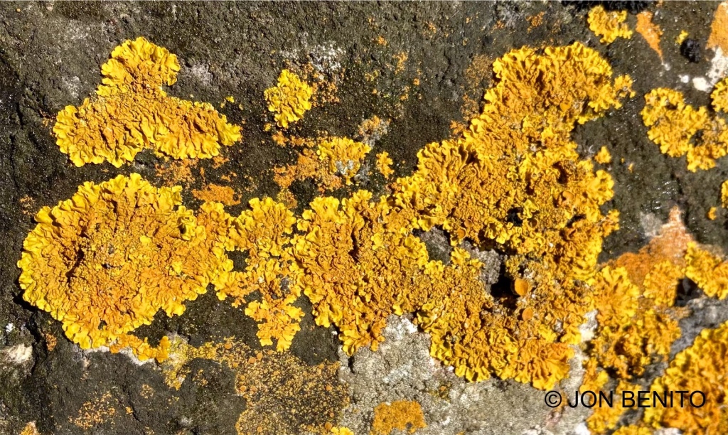 El liquen Xanthoria parietina de color amarillo sobre una roca