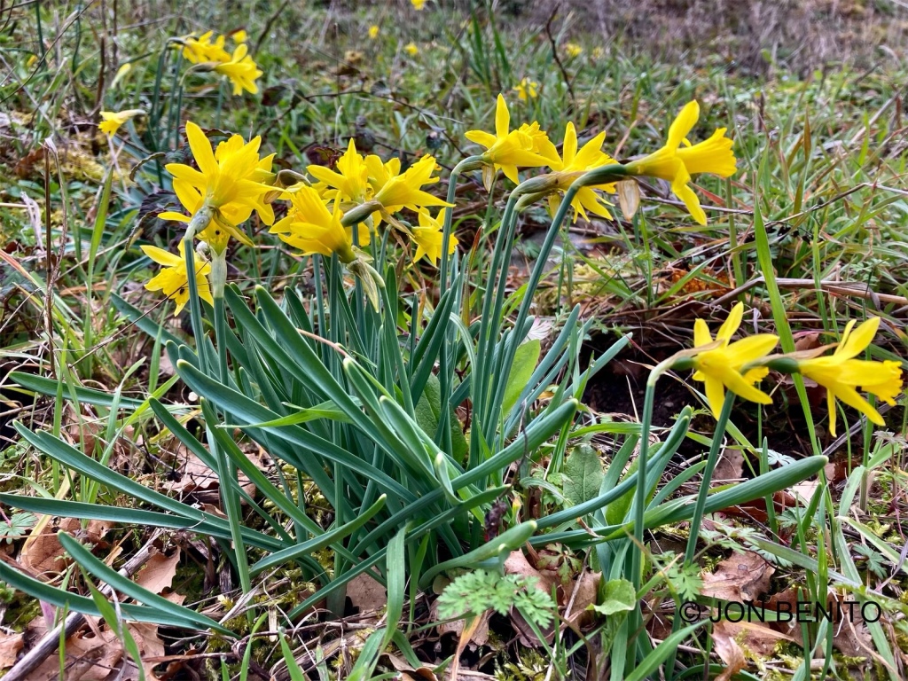 Conjunto de narcisos silvestres de color amarillo sobre la hierba