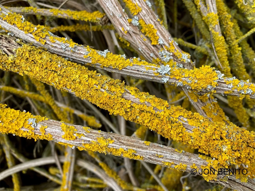 Tallos de la clemátide cubiertos de un liquen amarillo Xanthoria parietina 