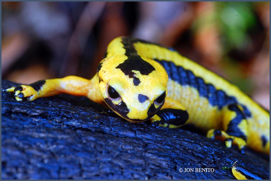 Detalle de la cabeza y parte del cuerpo de una salamandra