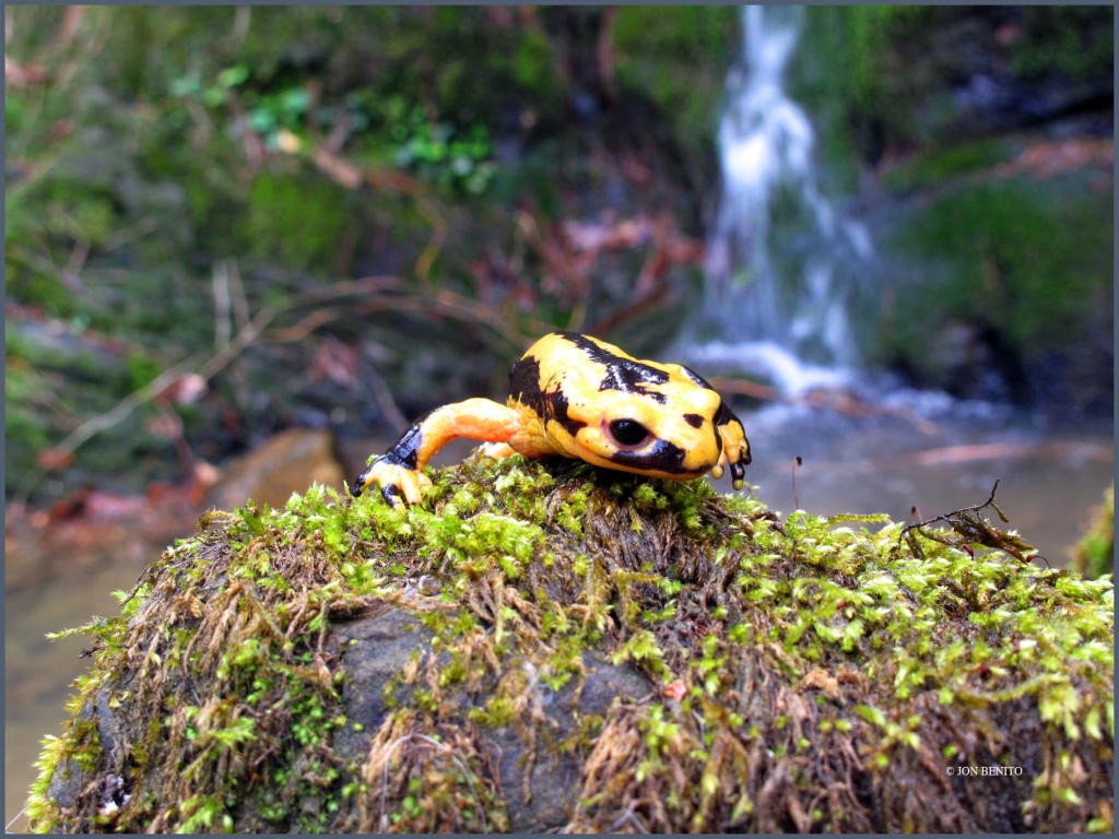 Una salamandra de colores amarillo y negro sobre una piedra con musgo y un arroyo al fondo