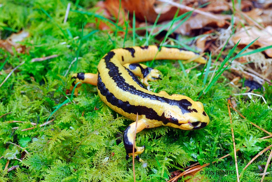 Una salamandra con colores amarillo y negro sobre musgo verde