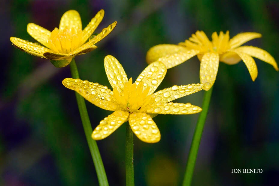 Detalle de tres flores de celidonia menor con pétalos amarillos y gotas de lluvia