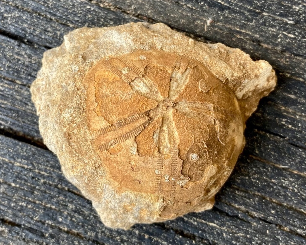 Fósil de un erizo de mar del género Micraster