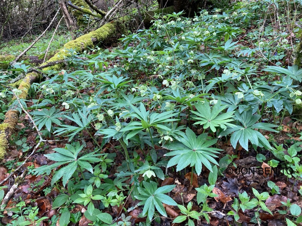 Numerosas plantas del eléboro verde en un bosque