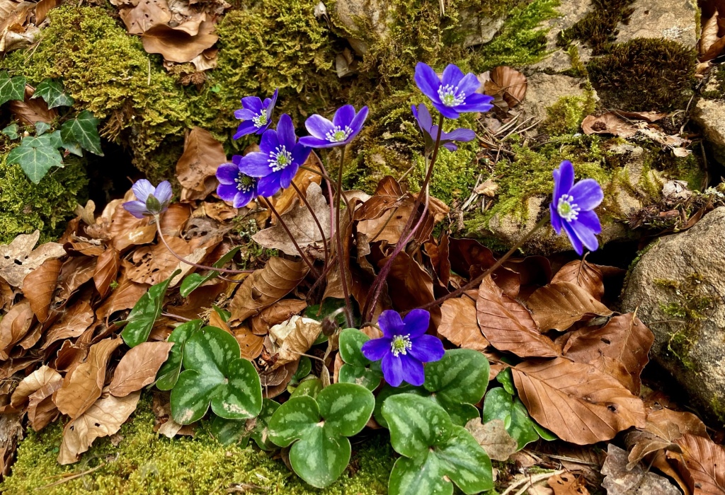 Varias flores de color azul de la planta hepática 