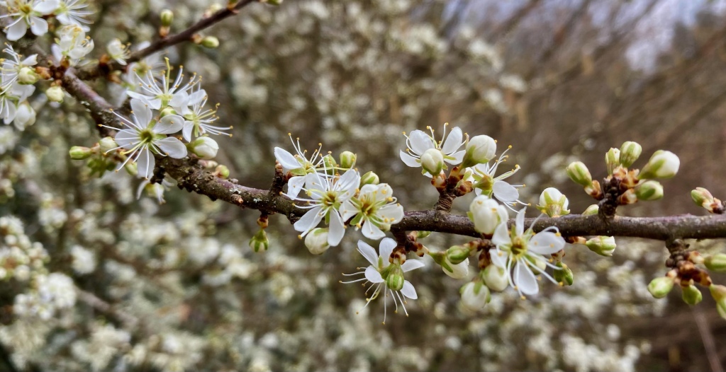 Varias flores blancas del endrino en una rama