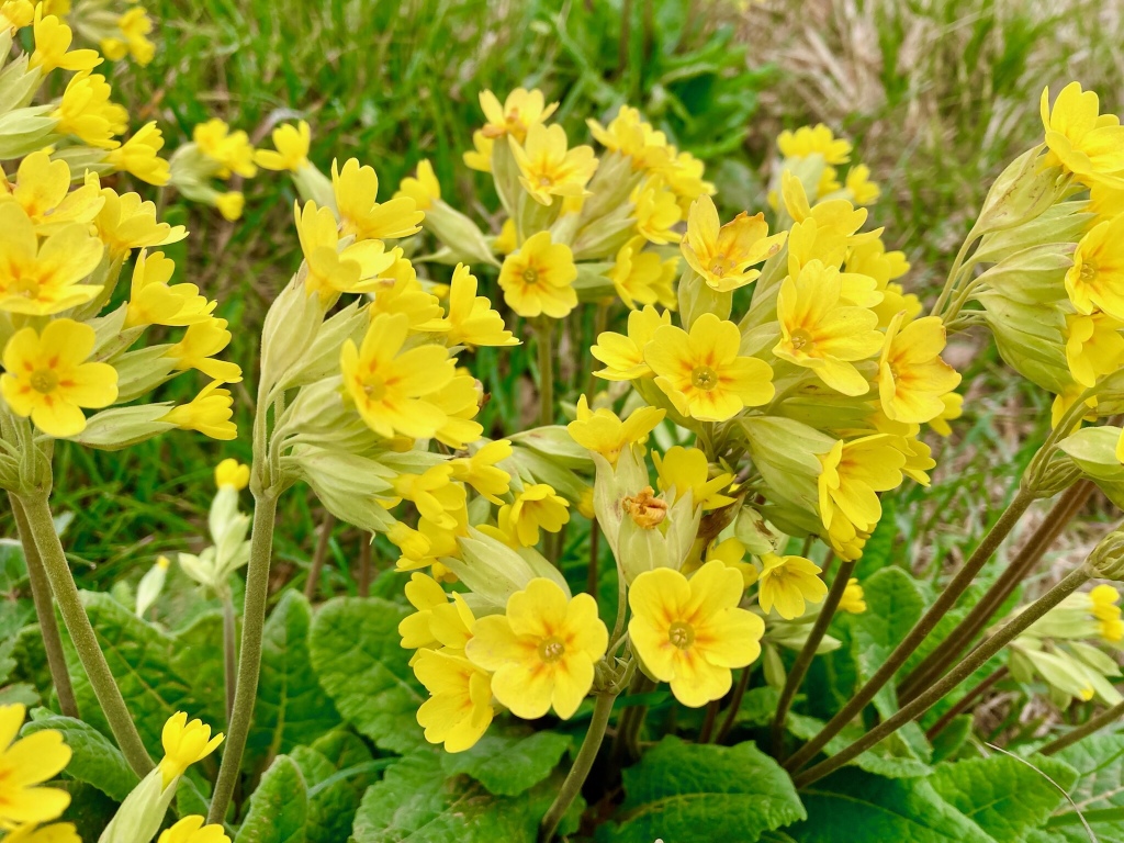 Conjunto de flores amarillas de la planta primavera, Primula veris