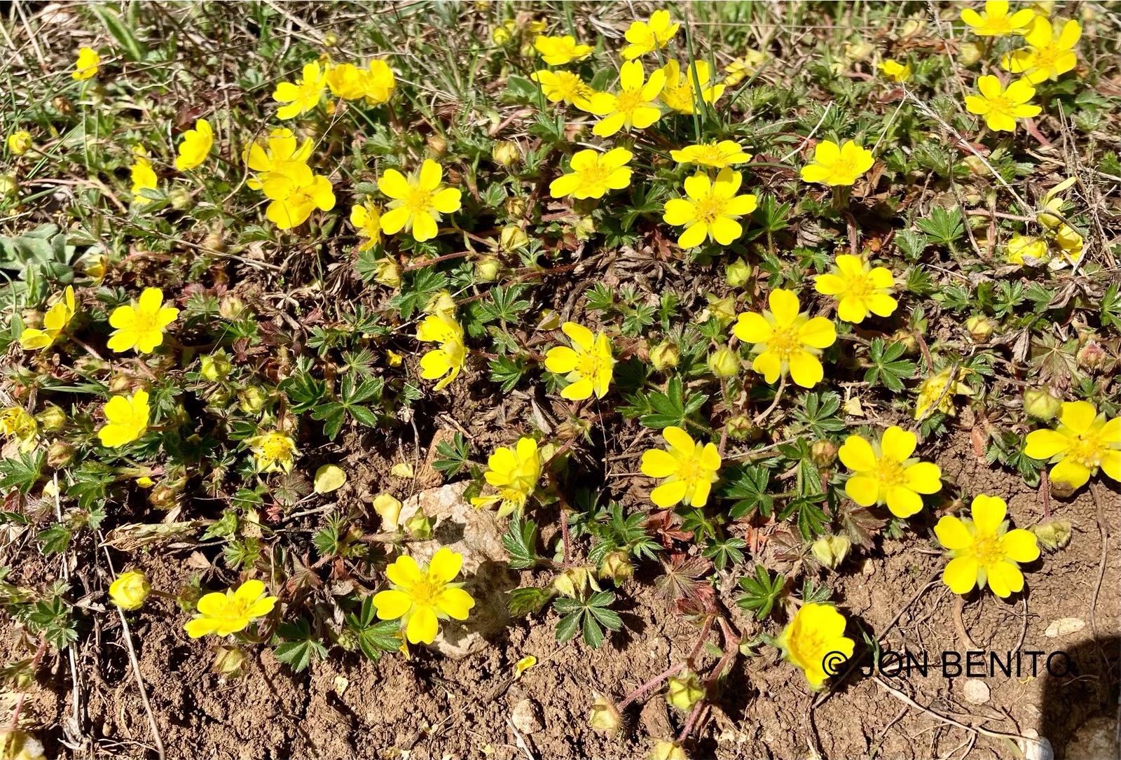 Conjunto de flores amarillas de la especie Potentilla neumonniana