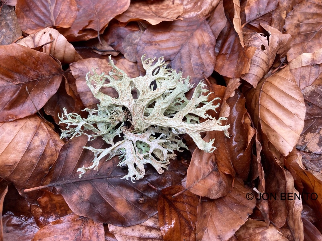 El liquen Evernia prunastri sobre hojas secas en el suelo