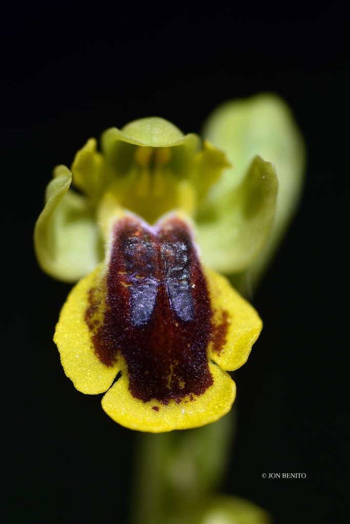 Detalle de la flor de la orquídea llamada flor de abeja amarilla