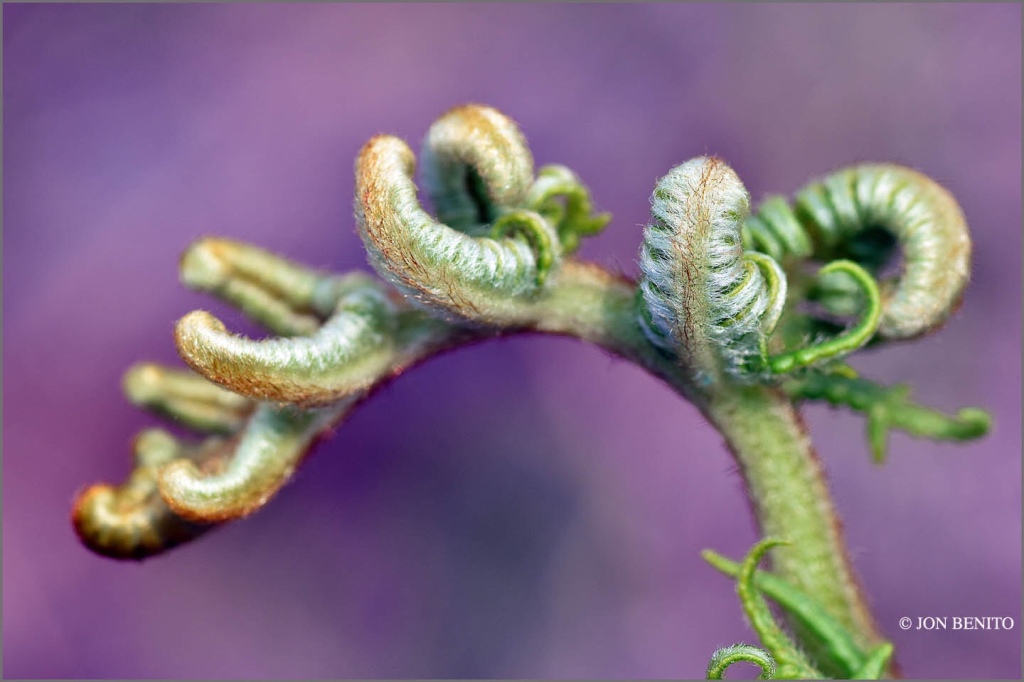 Nuevas hojas del helecho común con formas onduladas y espirales
