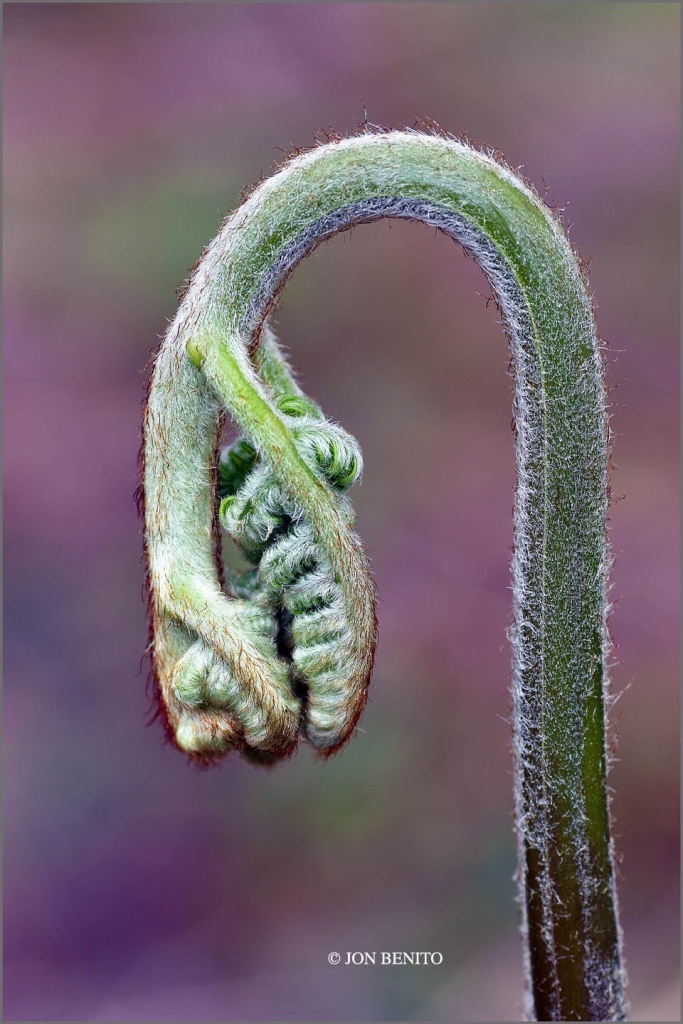 Nuevas hojas del helecho común con formas onduladas y espirales
