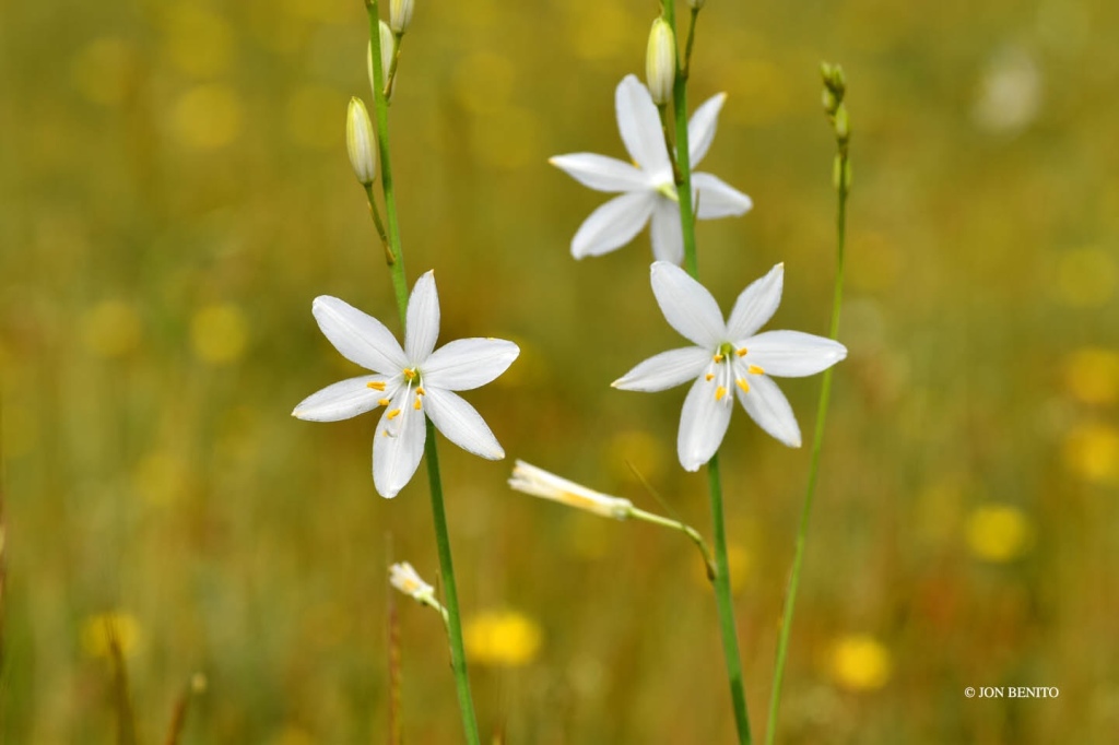 Flores blancas de Anthericum liliago
