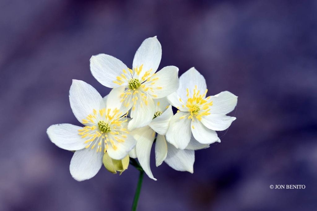 Varias flores blancas de la especie Thalictrum tuberosum