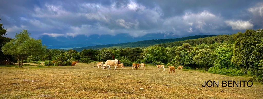 Paisaje de vacas pastando y una sierra montañosa al fondo
