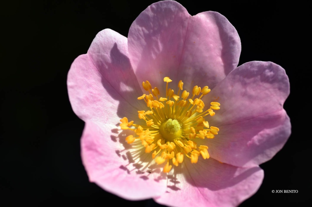 Flor de un rosal silvestre