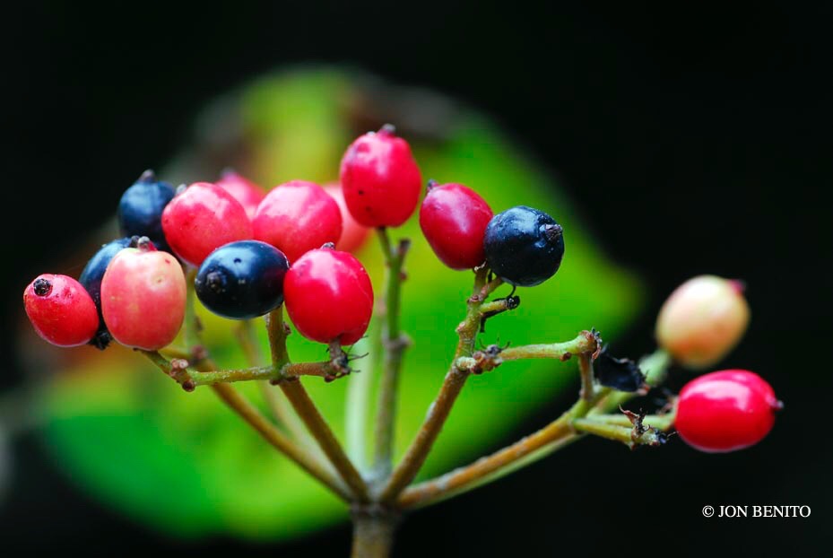 Frutos rojos inmaduros y negros maduros en un mismo grupo