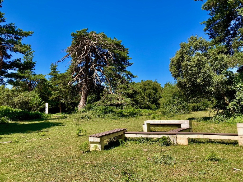 Área de descanso en un prado rodeado de pinos