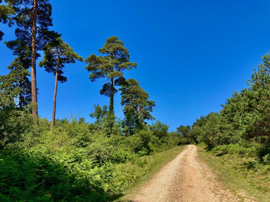 Camino forestal bordeado de pinos y cielo azul