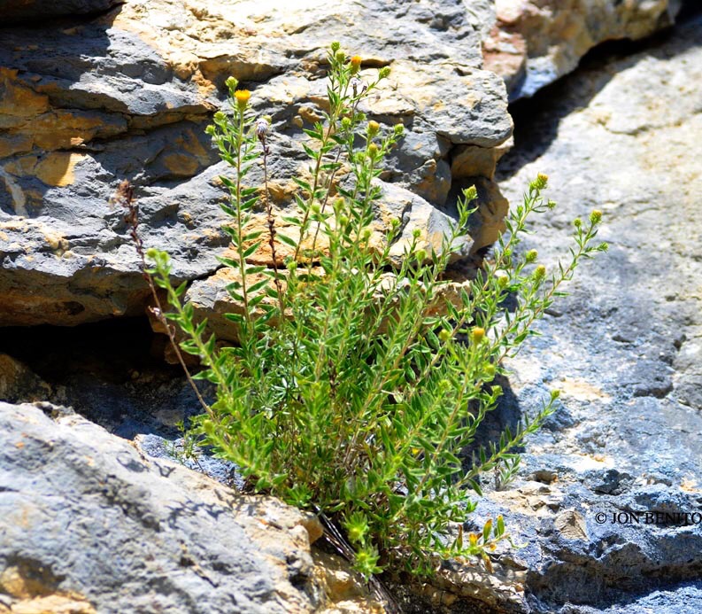 Planta de color verde con flores amarillas entre las rocas
