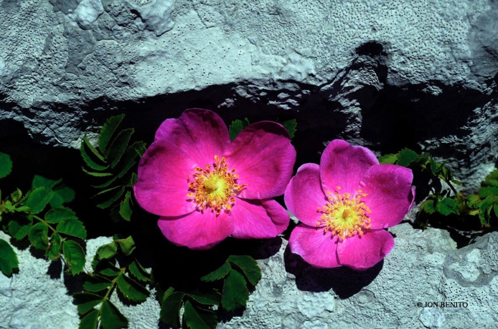 Una rosa silvestre de pétalos rojos crece entre las rocas