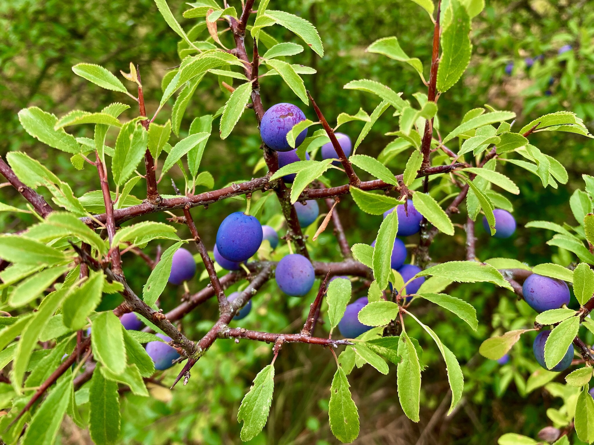 Frutos azulados del endrino