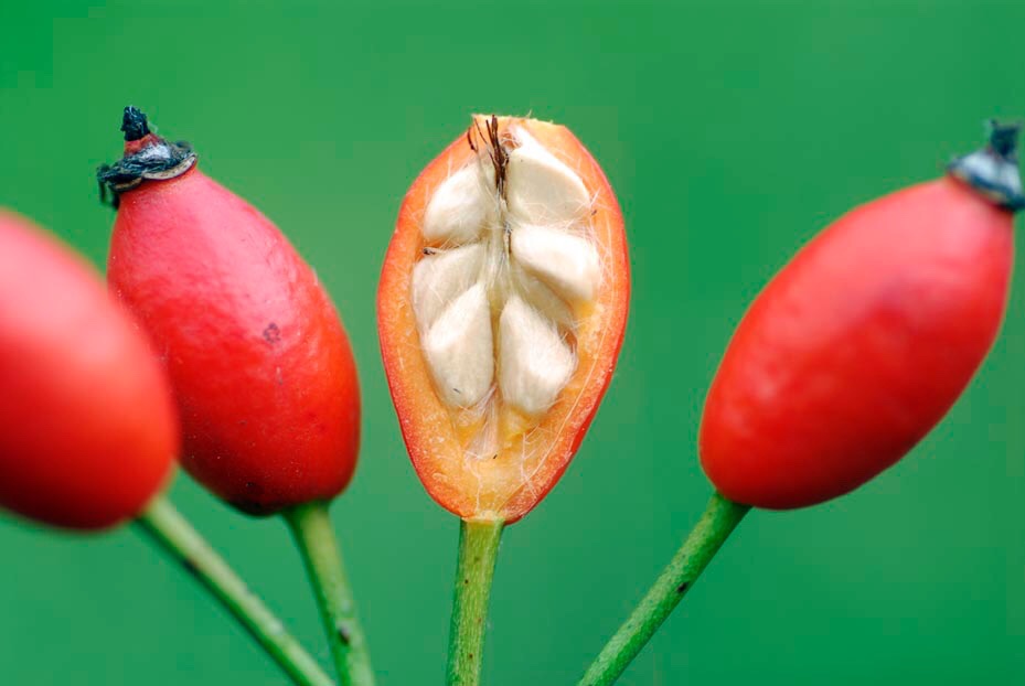 Varios escaramujos de color rojo uno de los cuales está partido mostrando sus semillas blanquecinas