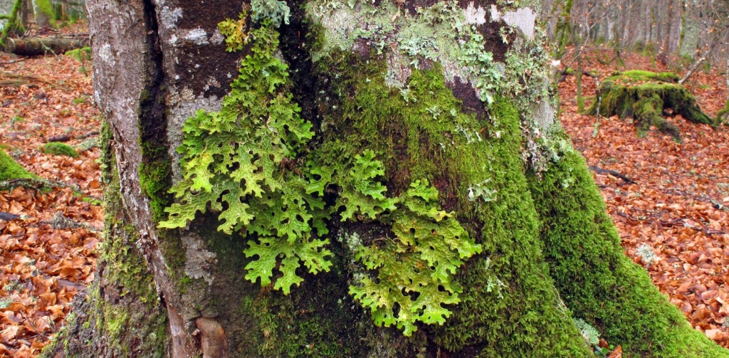 El liquen de color verde Lobaria pulmonaria con aspecto de hojas creciendo sobre un tronco