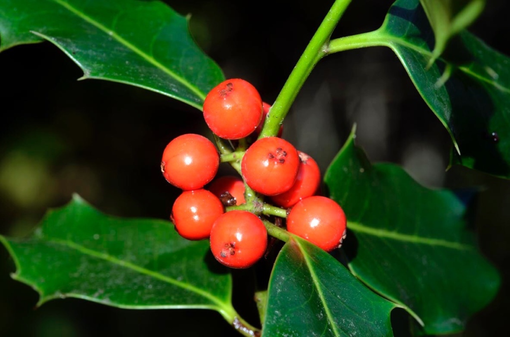 Frutos de color rojo y hojas verdes espinosas del acebo