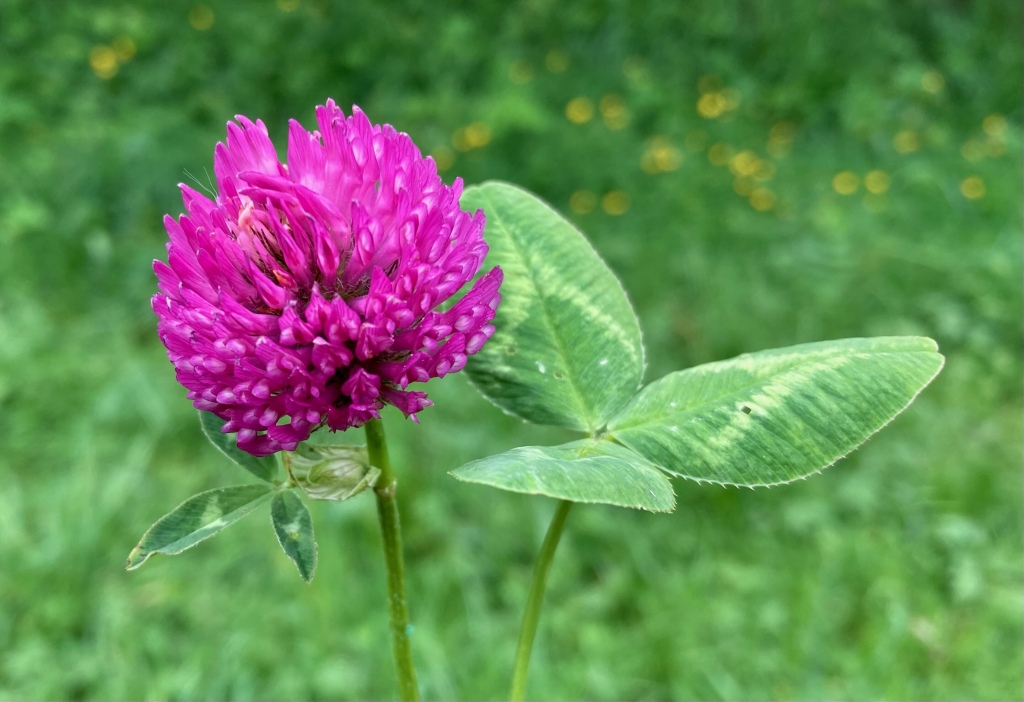 Flor del trébol de color rosa y hojas verdes con una banda balnquecina
