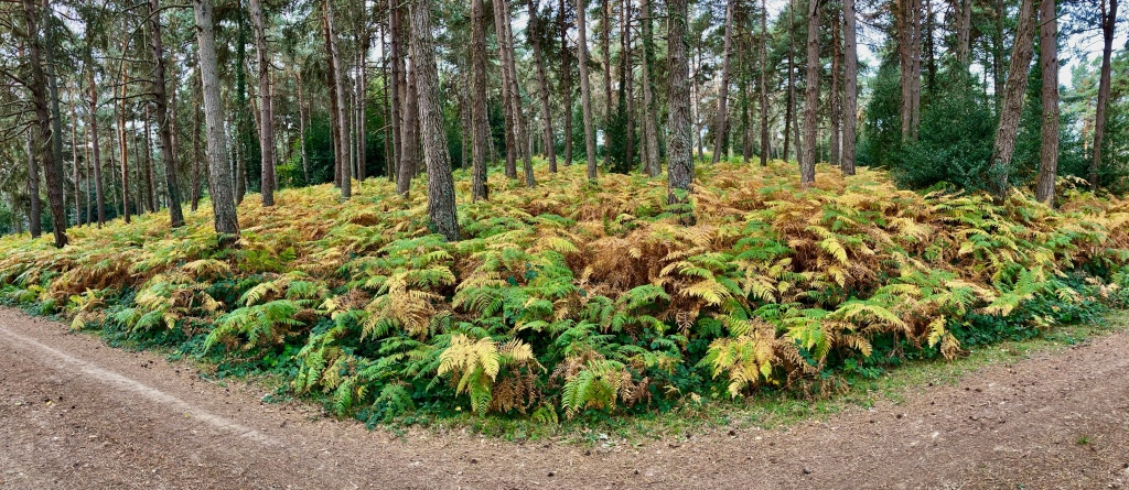 Pinar con el suelo cubierto de helechos verdes y amarillos por el otoño