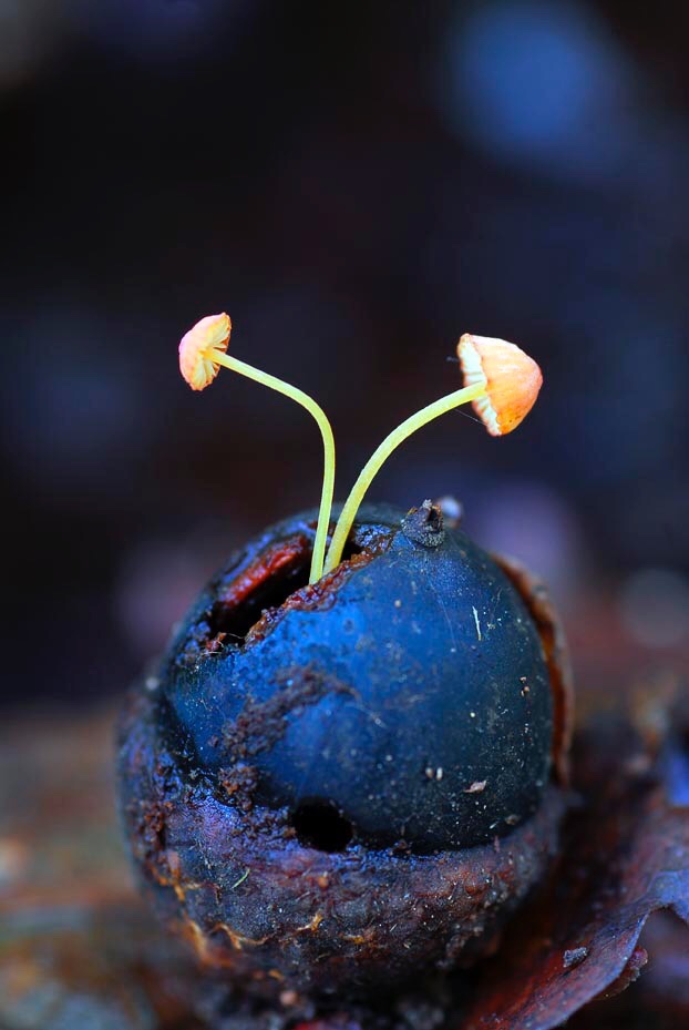 Dos hongos crecen desde el interior de una bellota